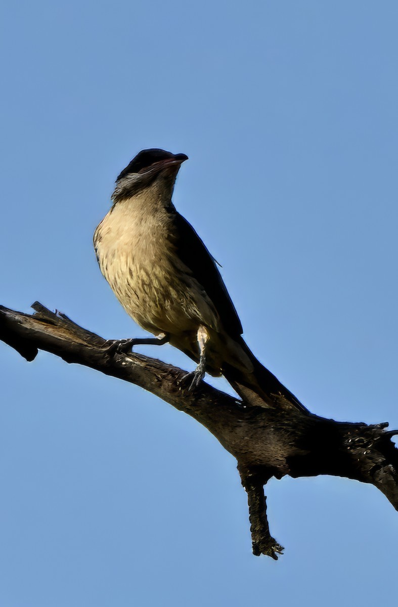 Méliphage à bavette - ML646682351