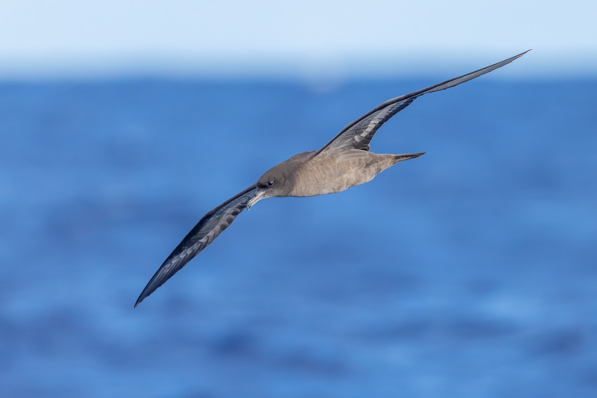 Puffin fouquet - ML646682352