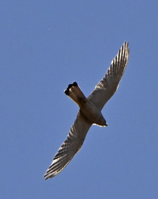 Crécerelle d'Australie - ML646682353