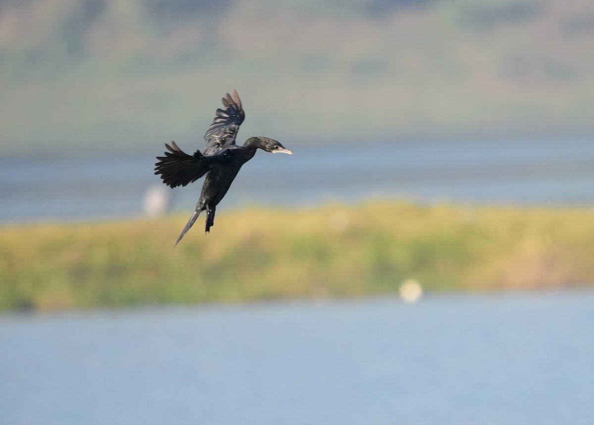 Cormoran de Vieillot - ML646682355