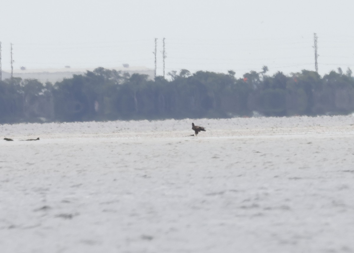 Pygargue à tête blanche - ML646682356