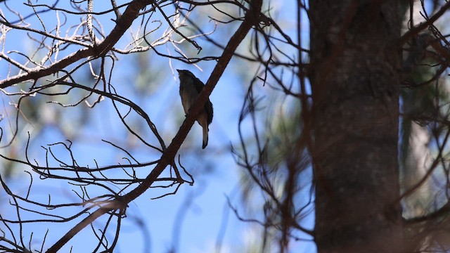 Lesser Honeyguide - ML646682357
