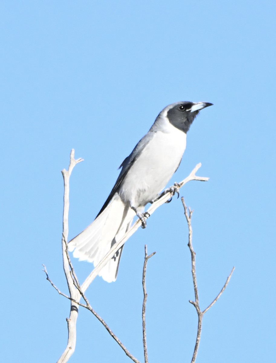 Langrayen masqué - ML646682360