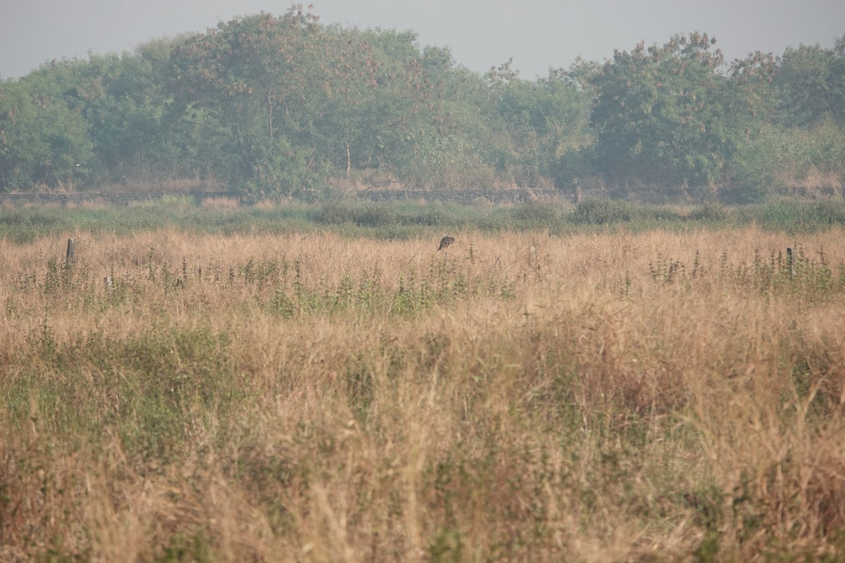 Busard des roseaux - ML646682361