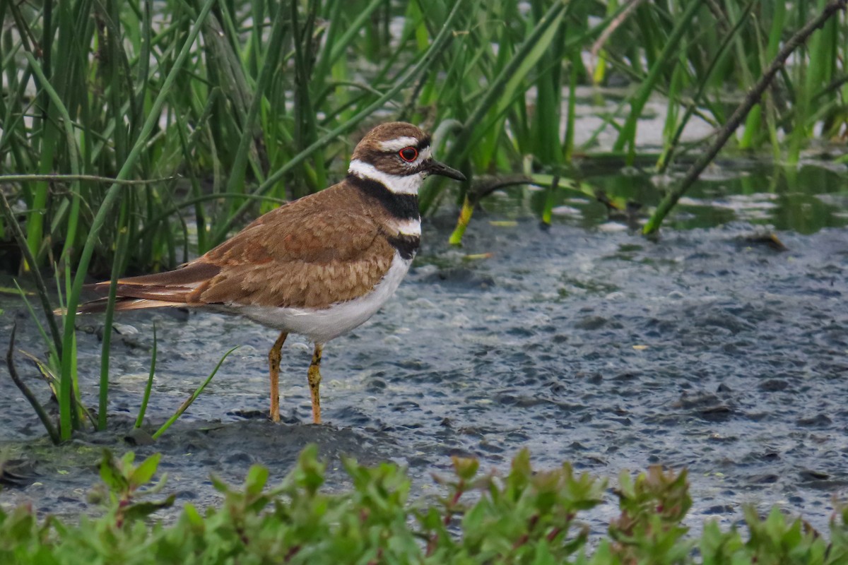 Pluvier kildir - ML646682362