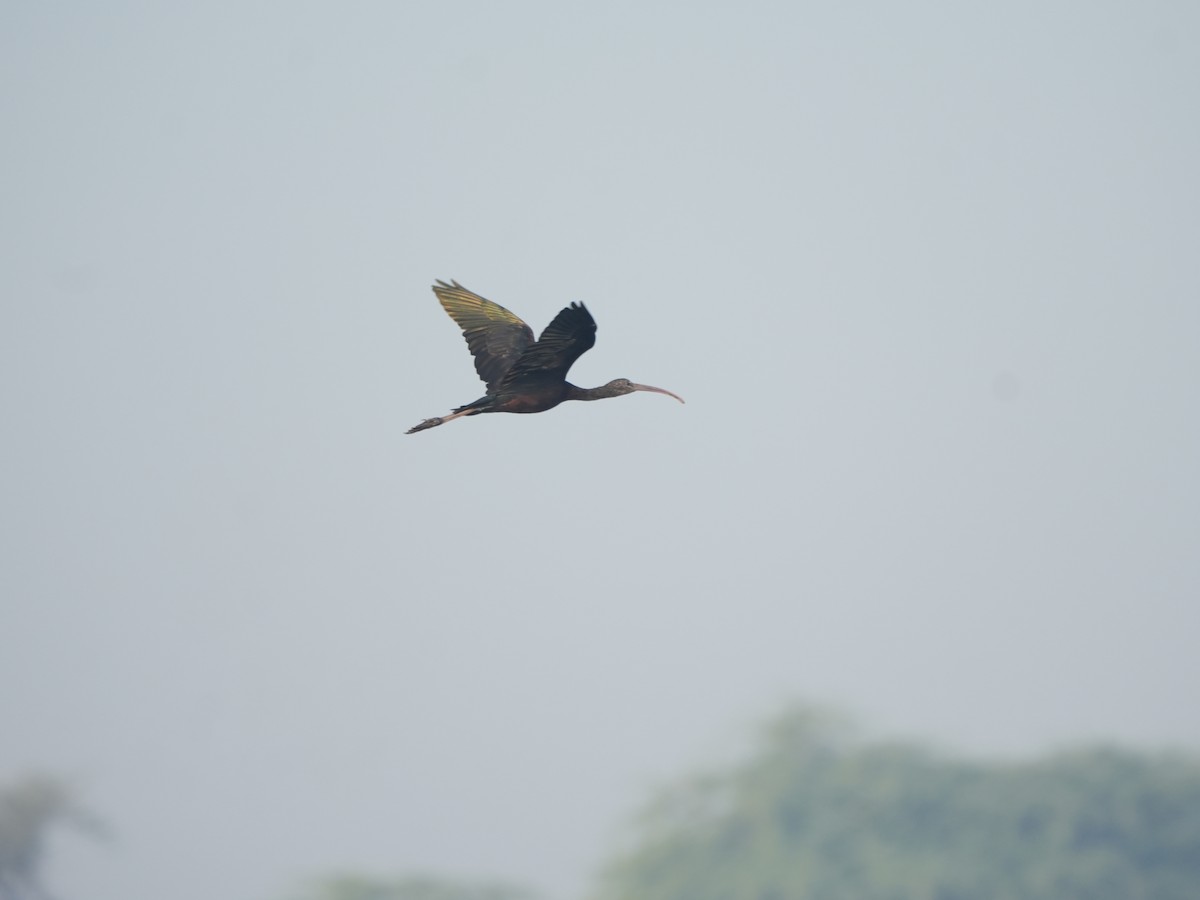 Ibis falcinelle - ML646682363