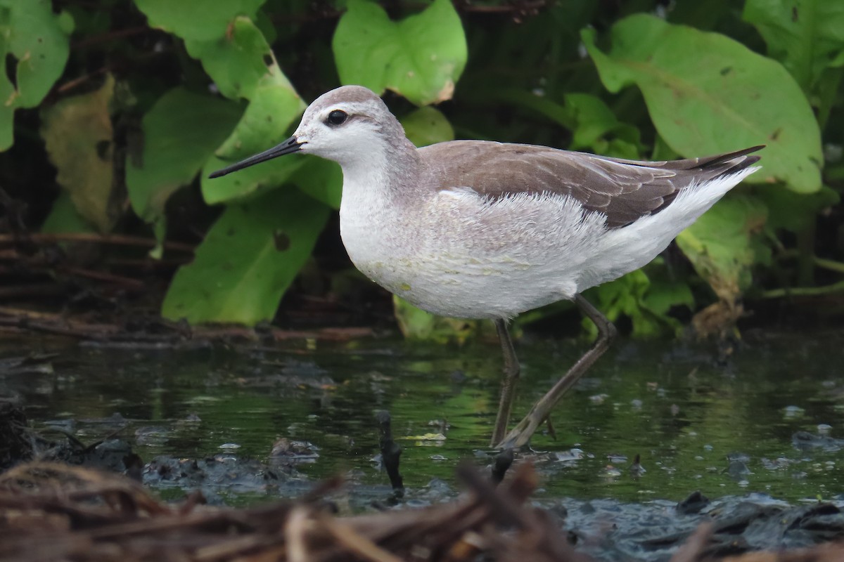 Phalarope de Wilson - ML646682364