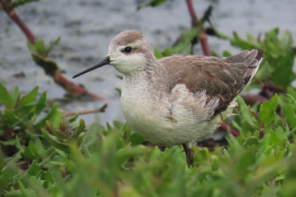 Phalarope de Wilson - ML646682365