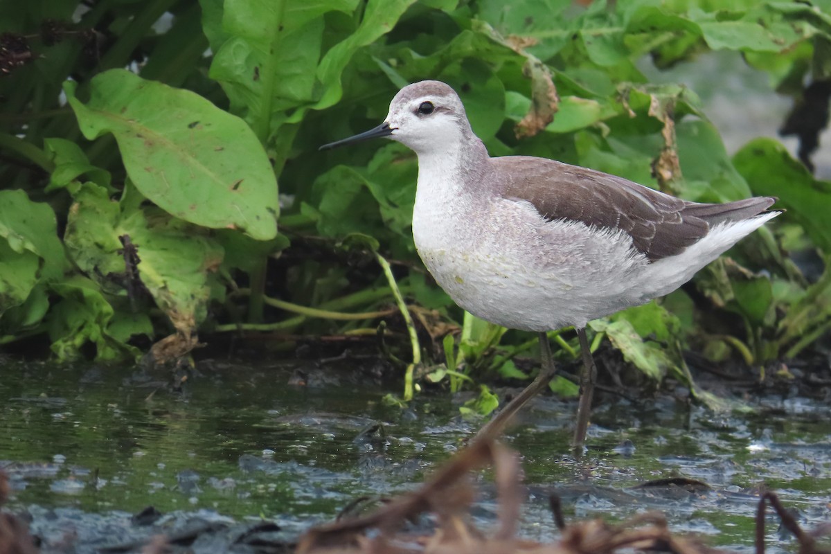 Phalarope de Wilson - ML646682366