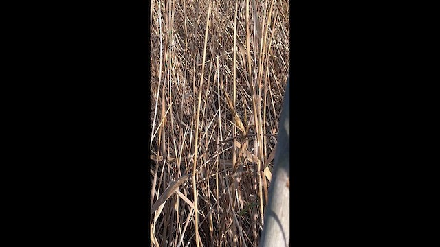 Ruddy-breasted Crake - ML646682367