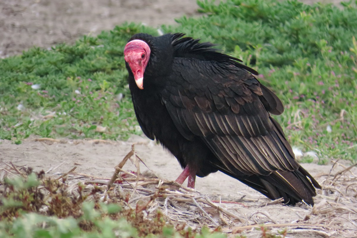 Urubu à tête rouge (jota) - ML646682368