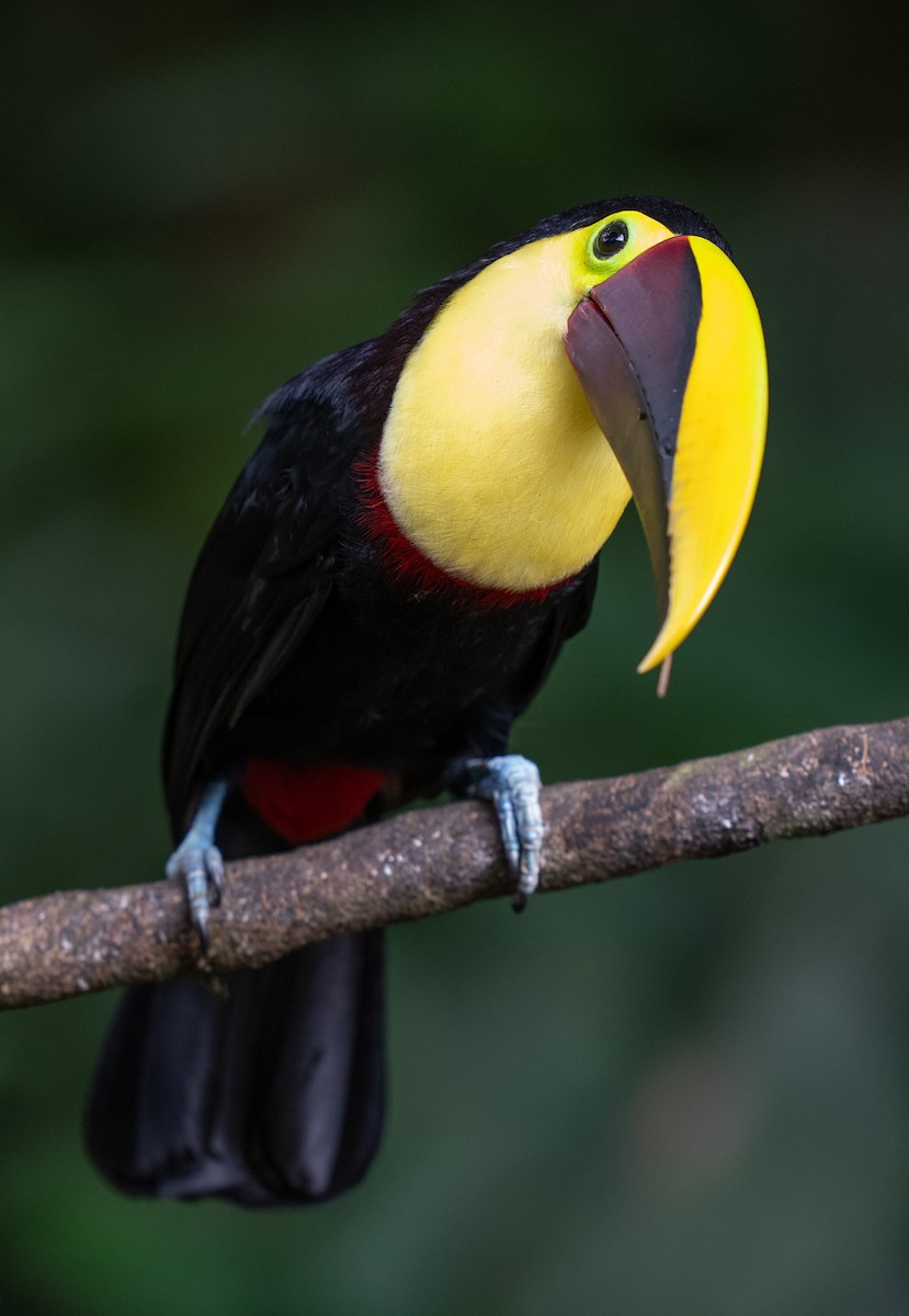 Toucan tocard - ML646682369