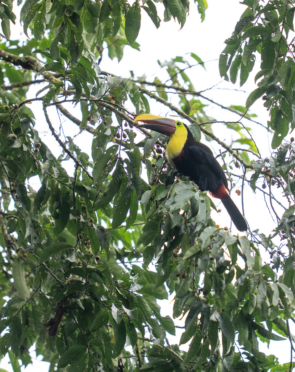 Toucan tocard - ML646682370