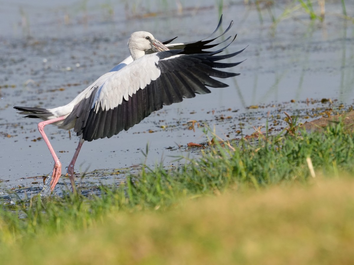 Ak Açıkgaga - ML646682371