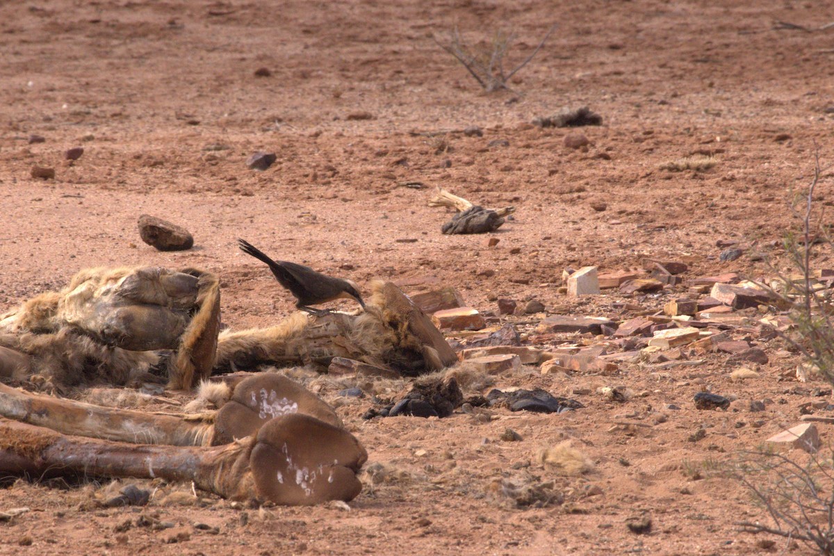 Grauscheitelsäbler - ML646682372