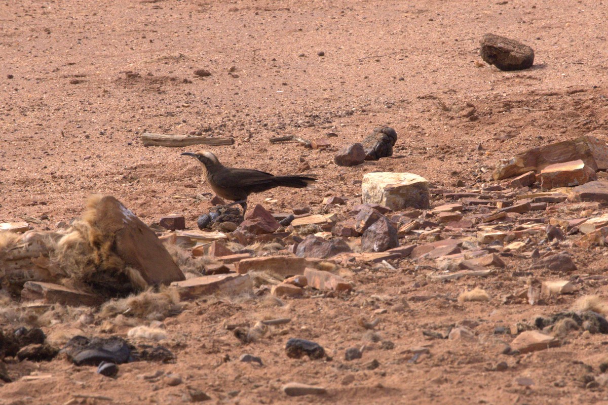 Grauscheitelsäbler - ML646682373