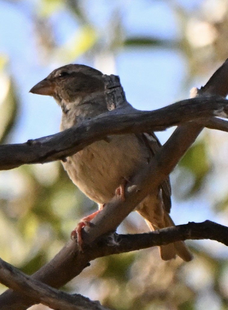 Serçe - ML646682374