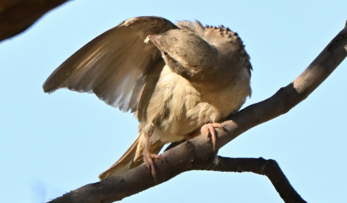 Serçe - ML646682375