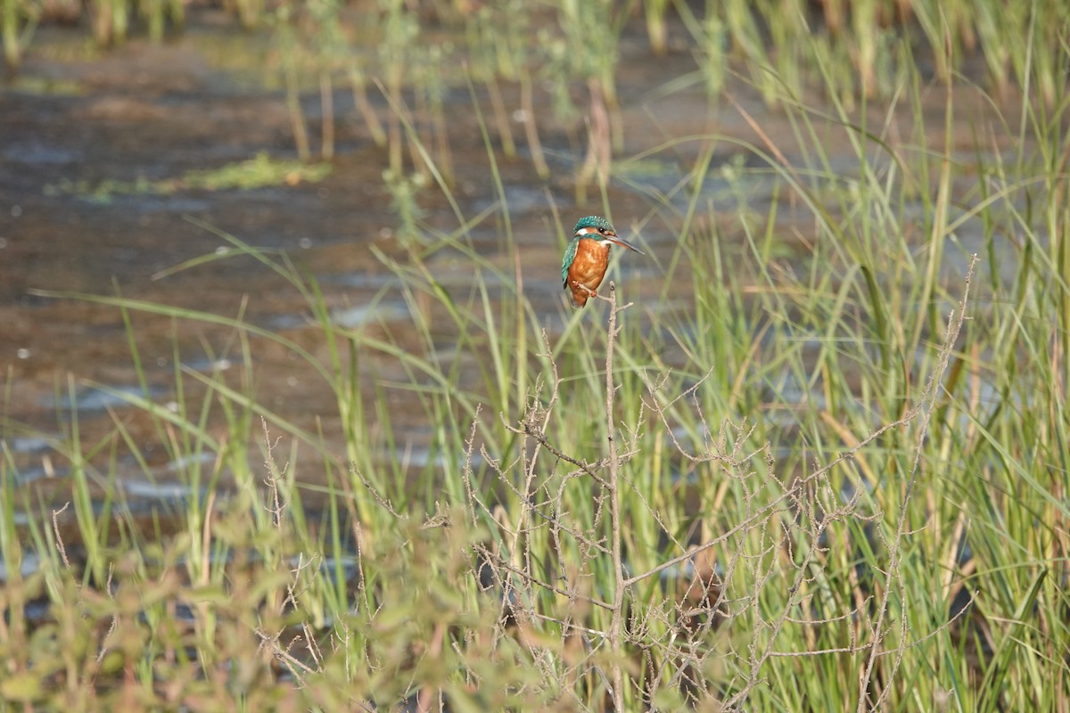 Yalıçapkını - ML646682376