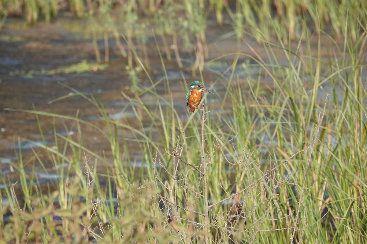 Yalıçapkını - ML646682377