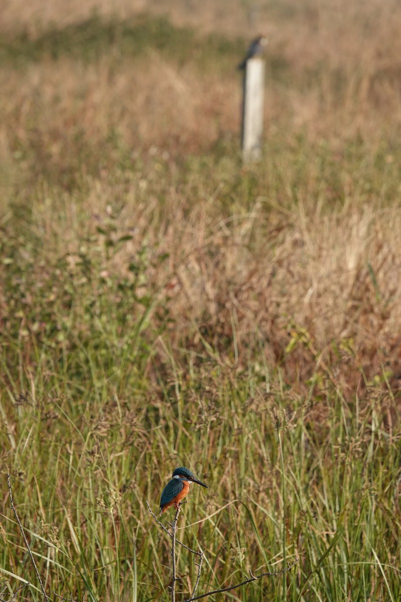 Yalıçapkını - ML646682378
