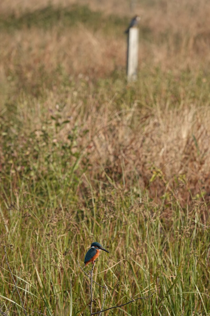 Yalıçapkını - ML646682379