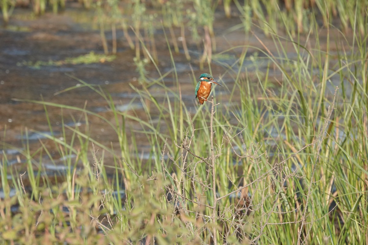 Yalıçapkını - ML646682380