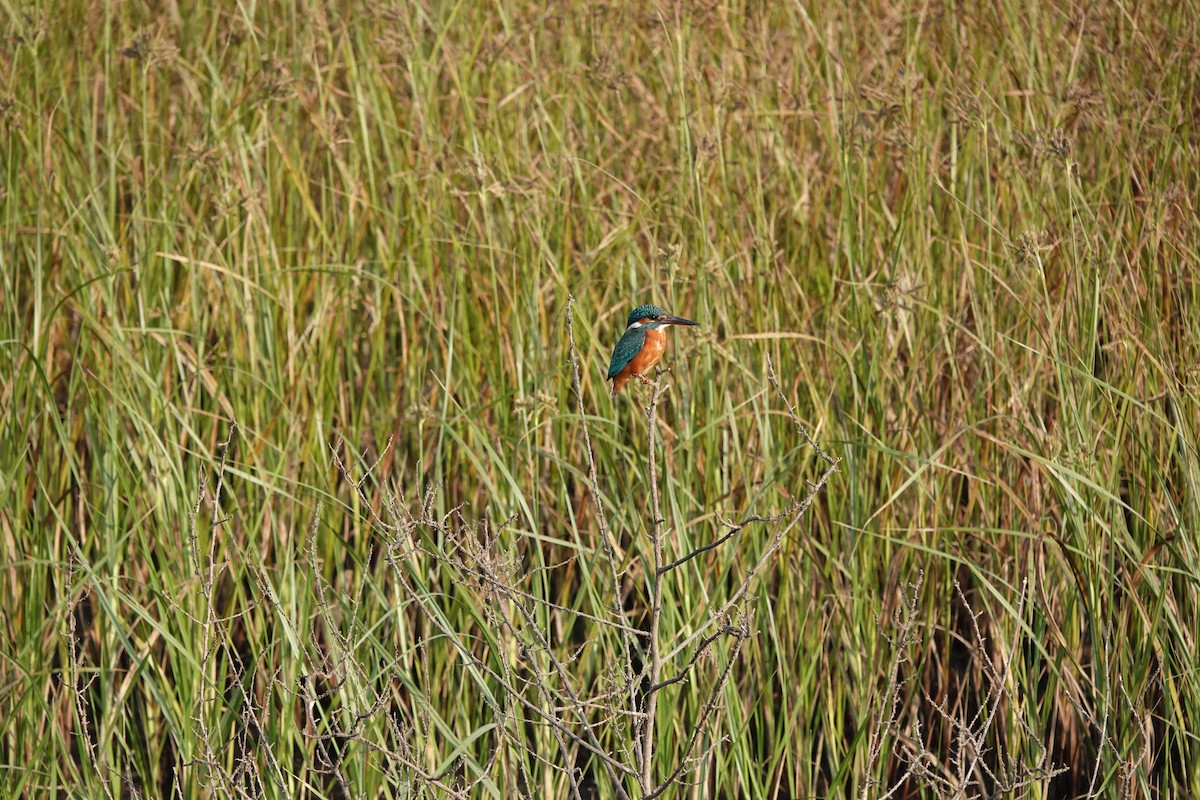 Yalıçapkını - ML646682381