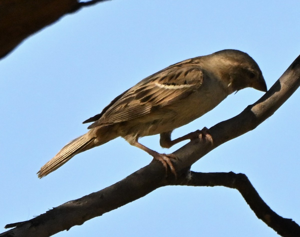 Serçe - ML646682382