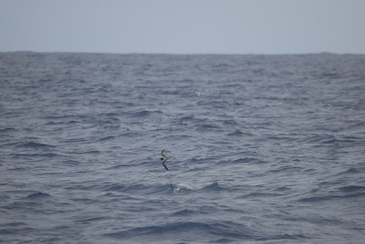 Тайфунник білолобий - ML646682383