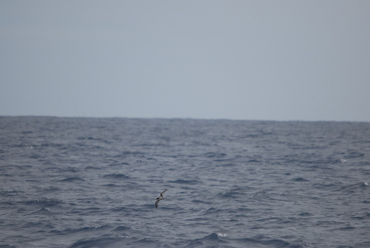 Тайфунник білолобий - ML646682384