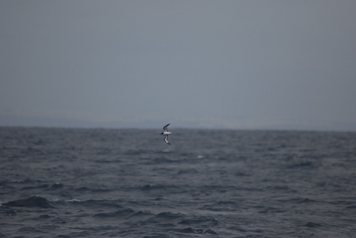 Тайфунник білолобий - ML646682385