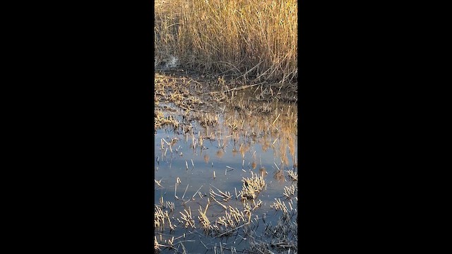 Suçulluğu - ML646682387