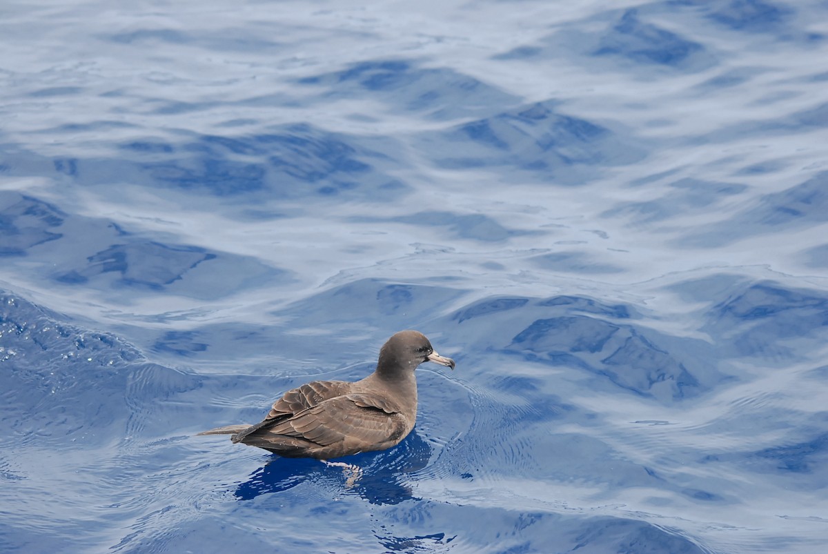 Soluk Gagalı Yelkovan - ML646682388