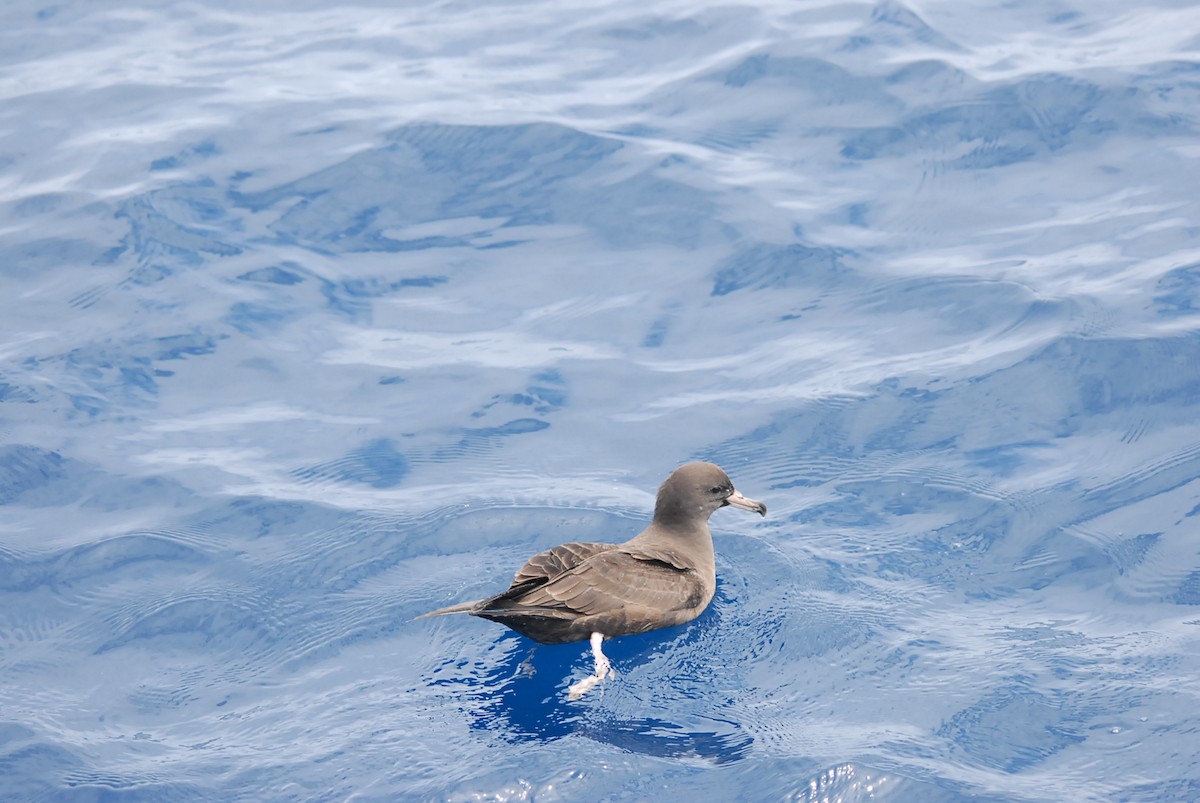 Soluk Gagalı Yelkovan - ML646682389