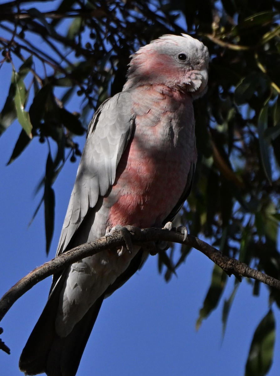 Gül Rengi Kakadu - ML646682390