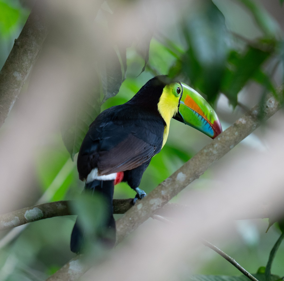 Karina Gagalı Tukan - ML646682391