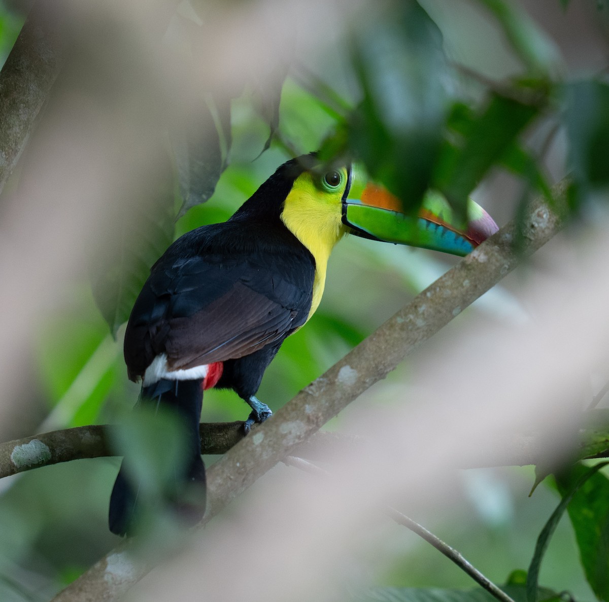 Karina Gagalı Tukan - ML646682392