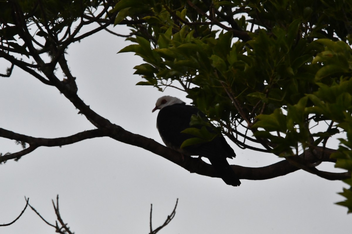 Ak Başlı Güvercin - ML646682393