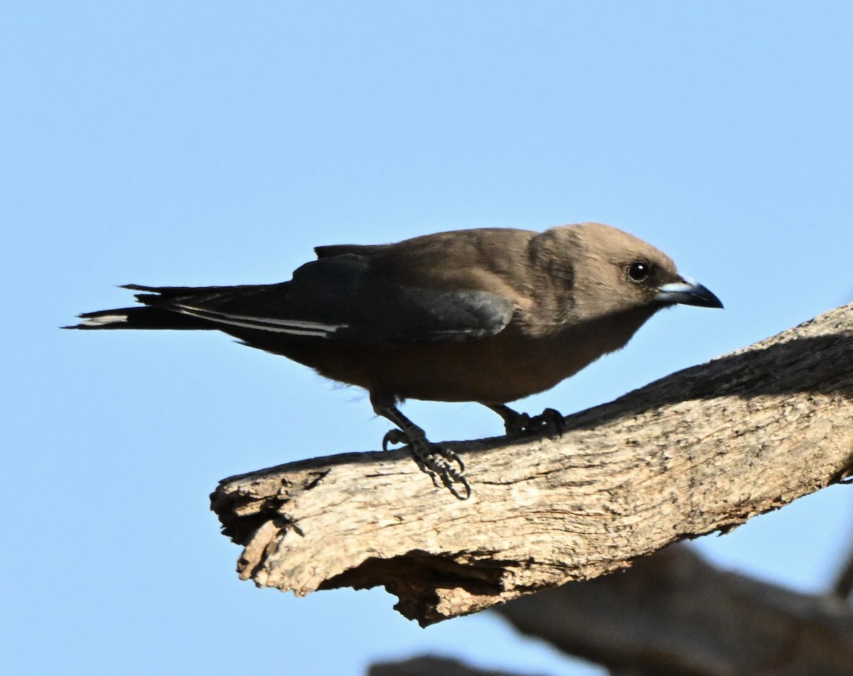 Karaca Ormankırlangıcı - ML646682394