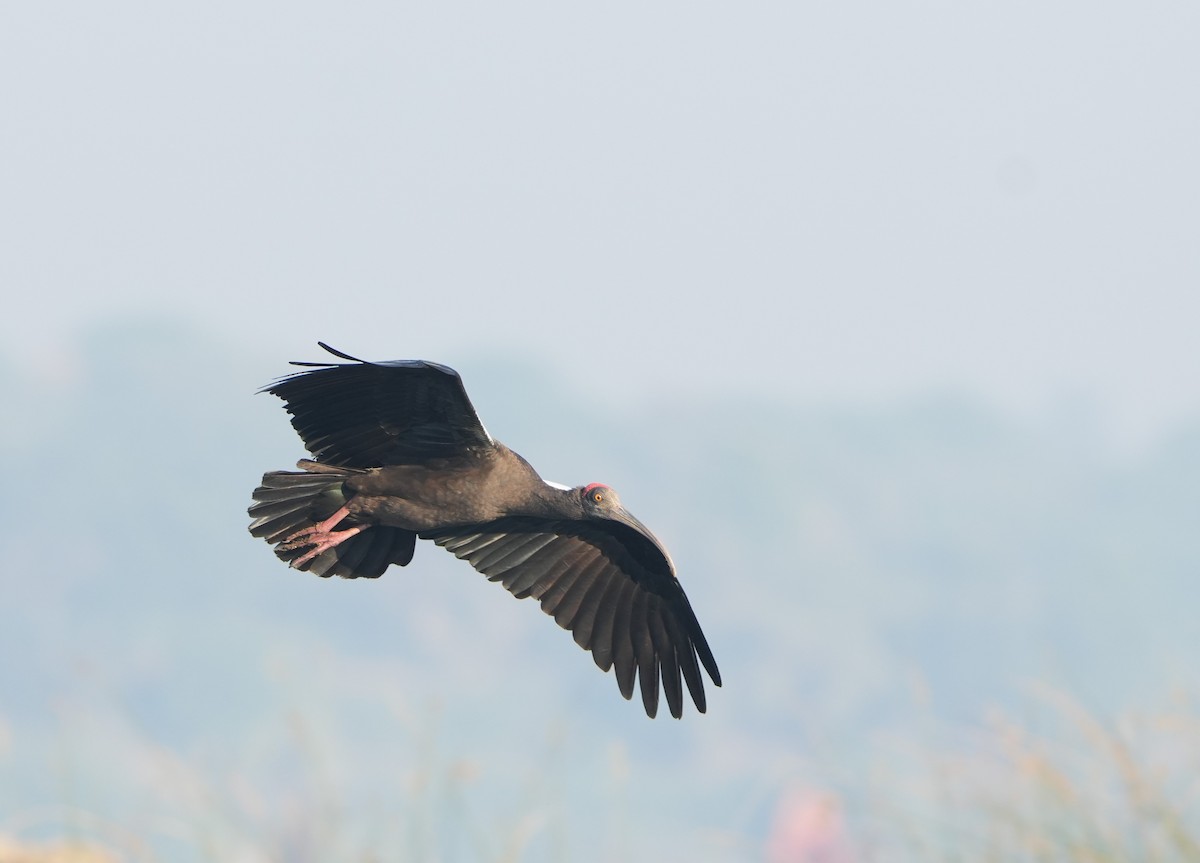 Kara Aynak - ML646682396