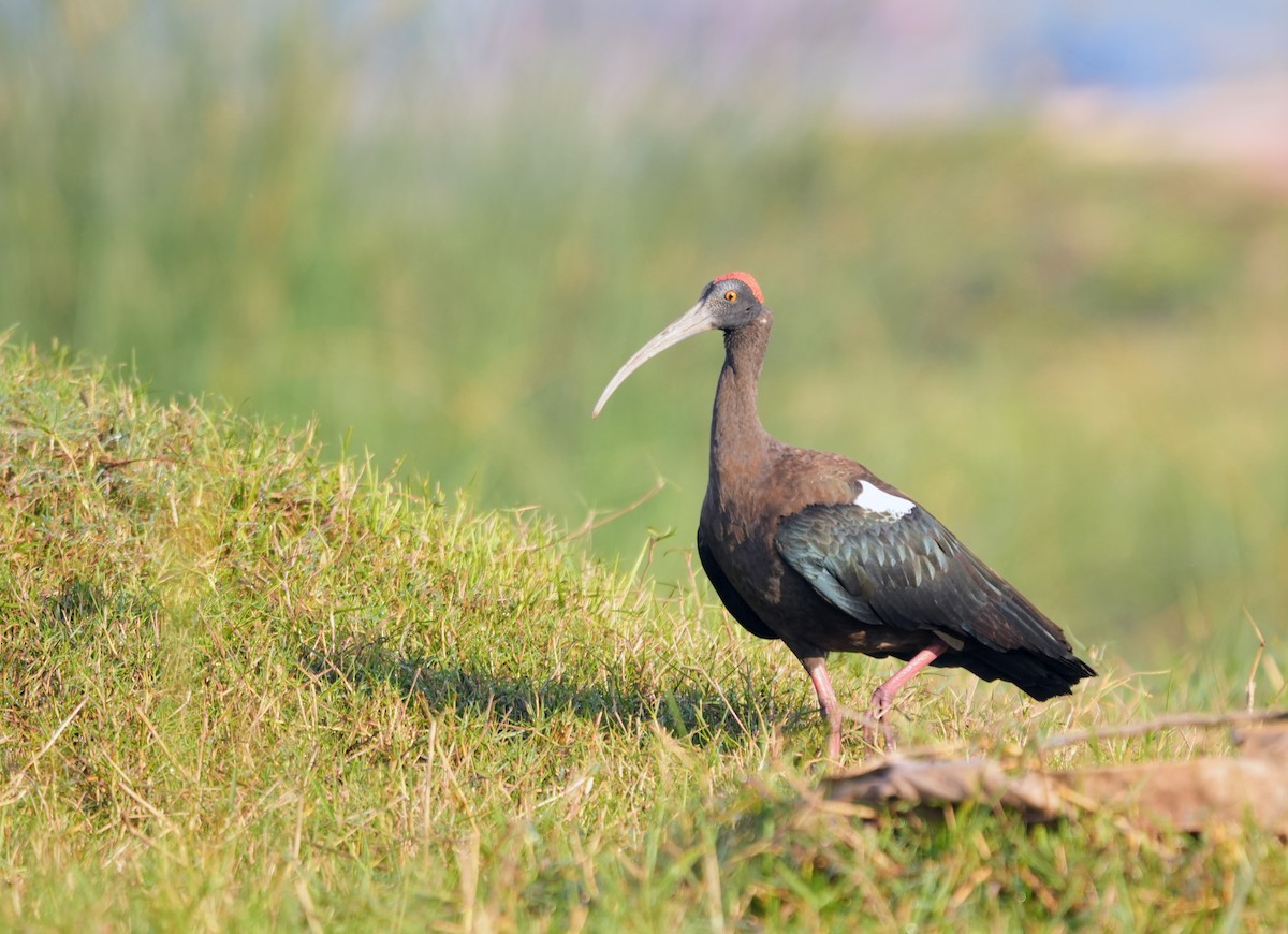 Kara Aynak - ML646682397