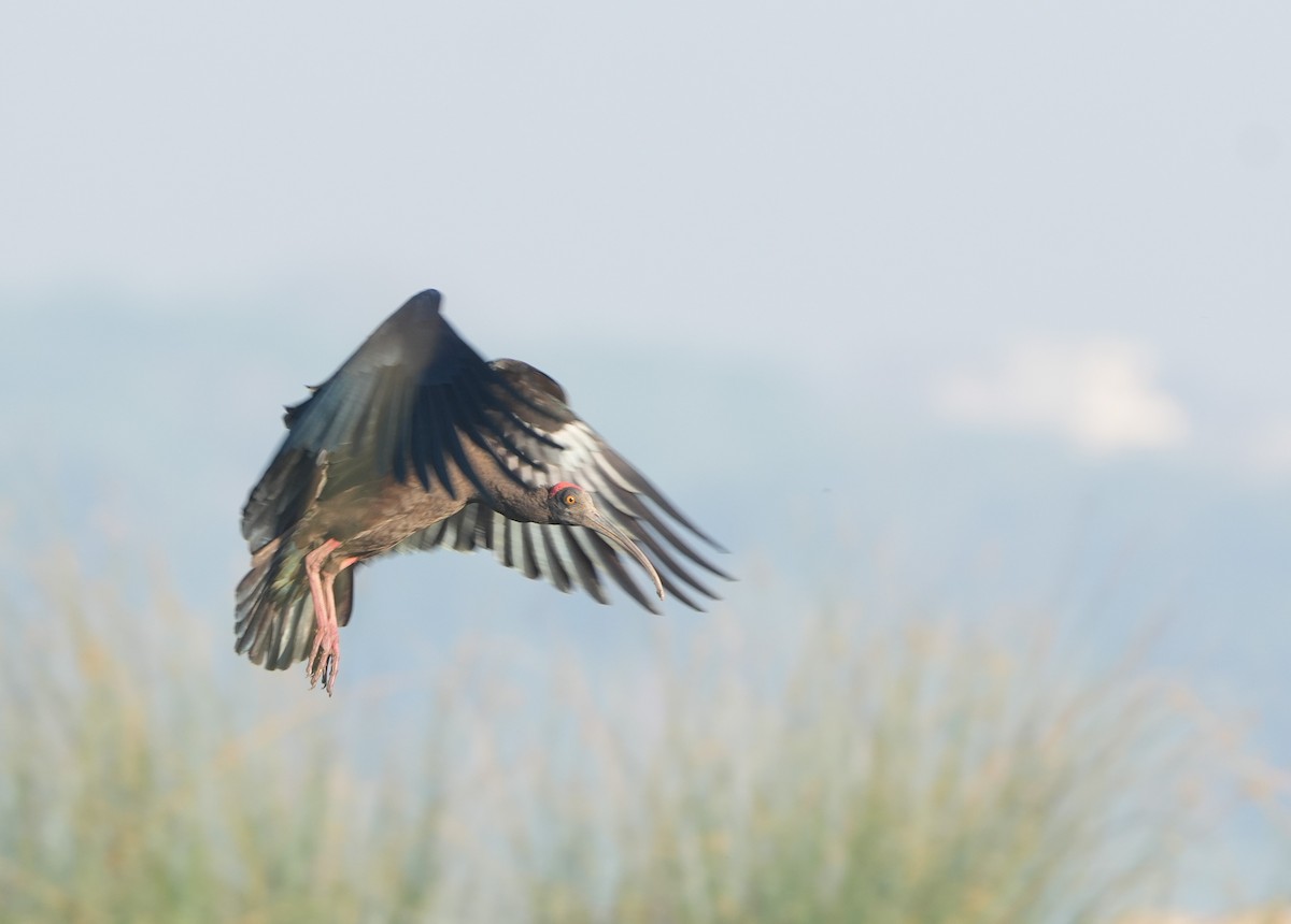 Kara Aynak - ML646682398