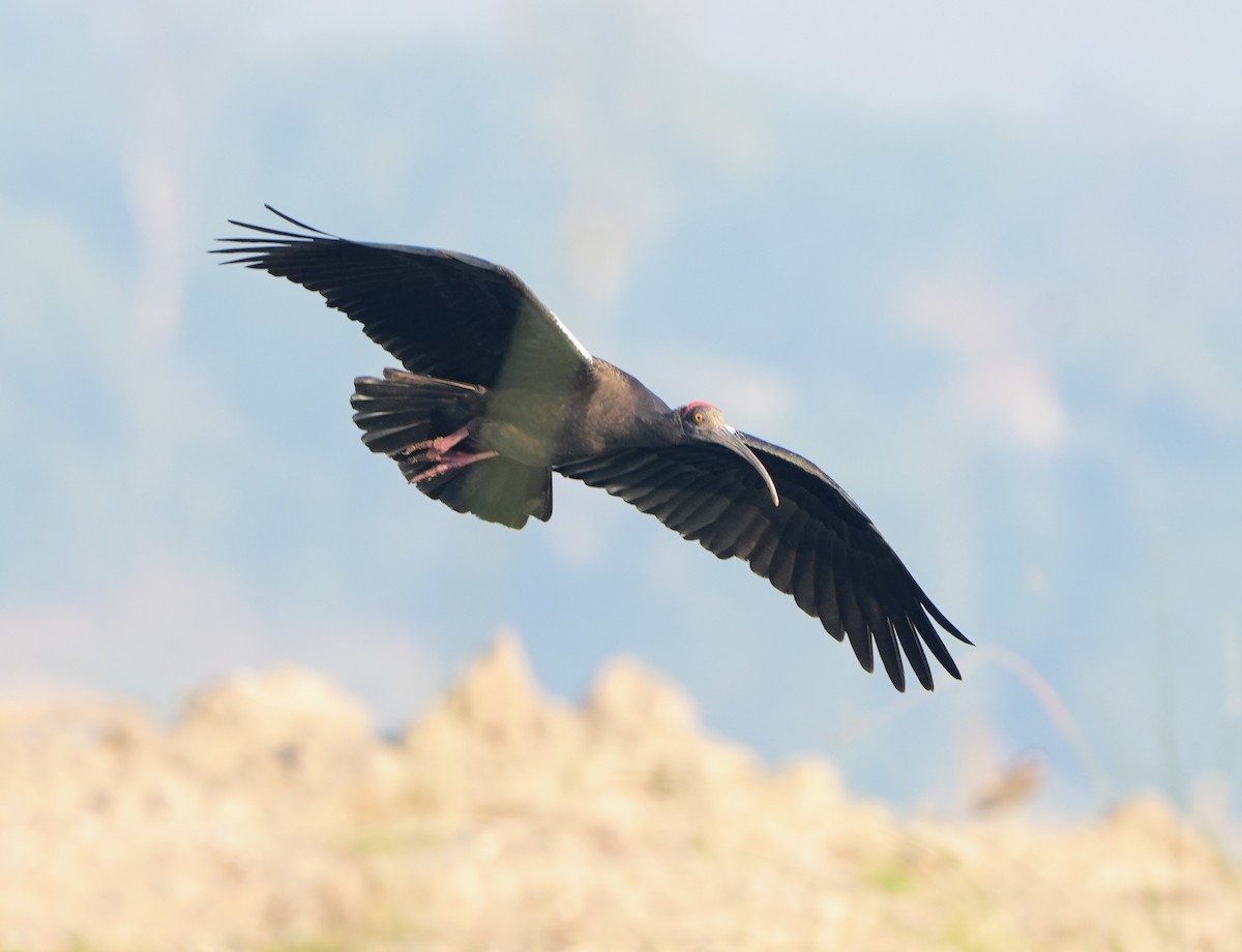 Kara Aynak - ML646682399