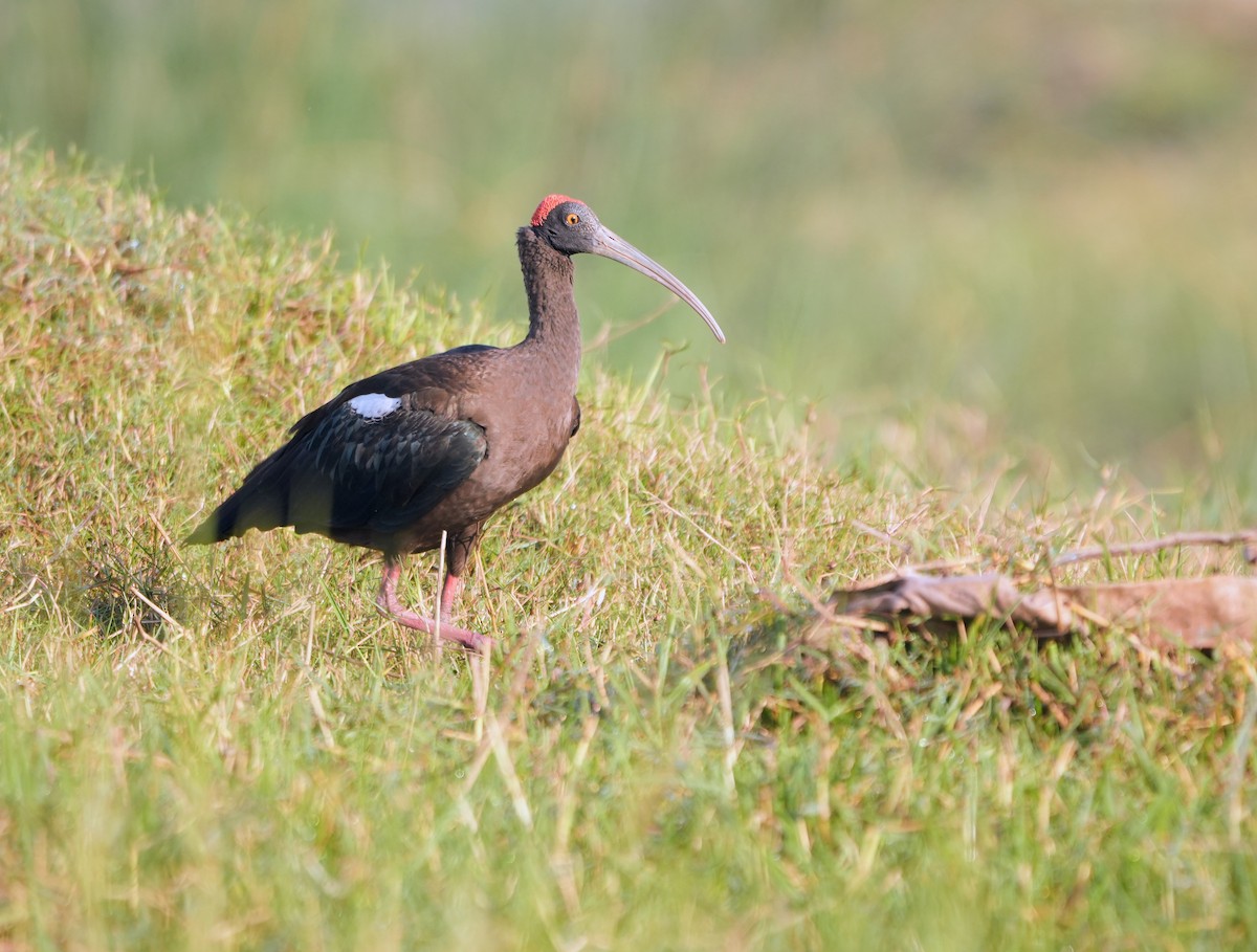 Kara Aynak - ML646682400