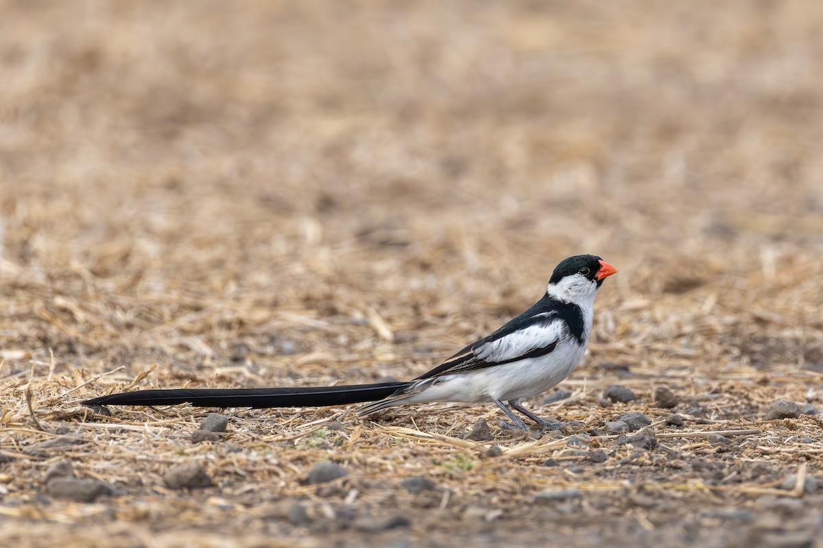 Sivri Kuyruklu Vidya - ML646682402