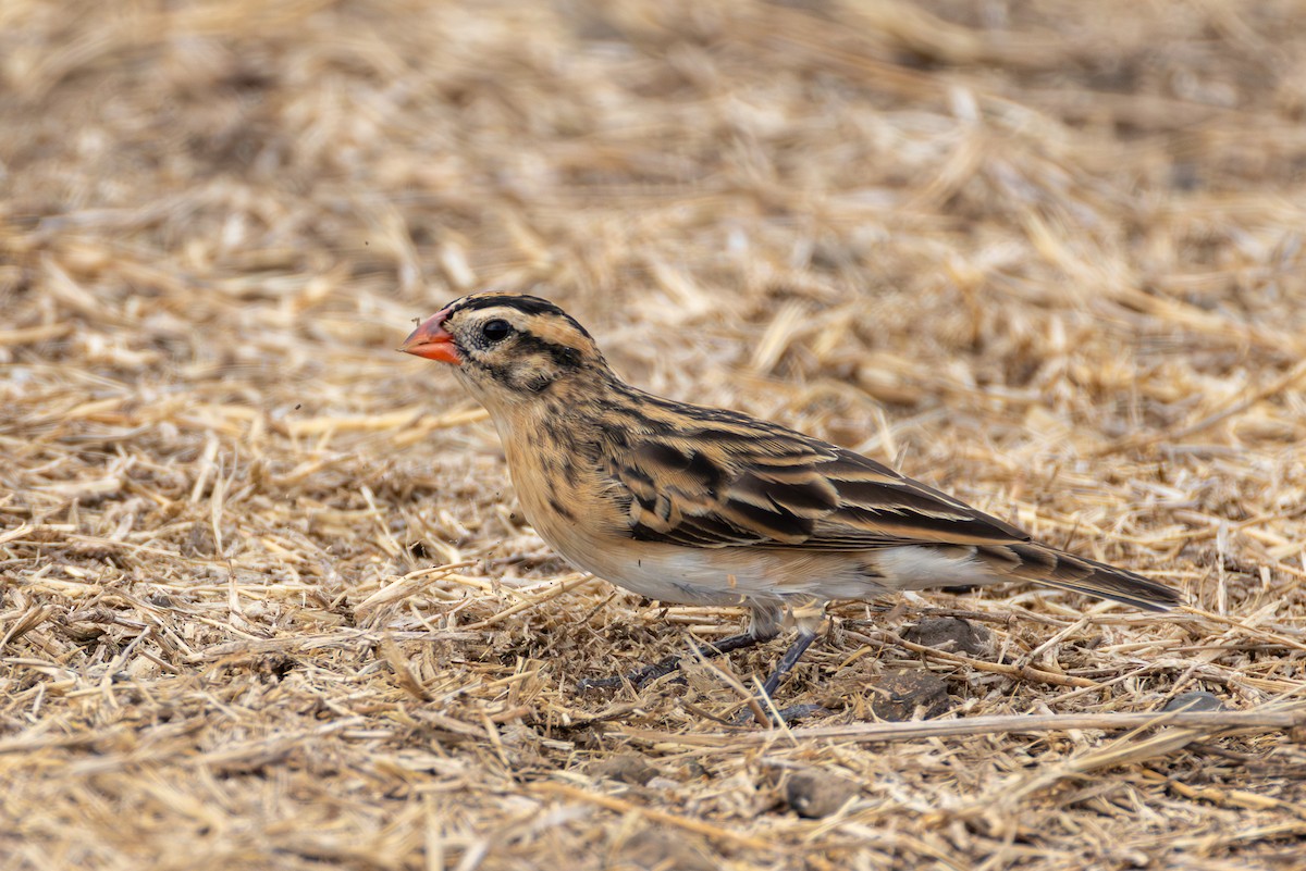 Sivri Kuyruklu Vidya - ML646682403