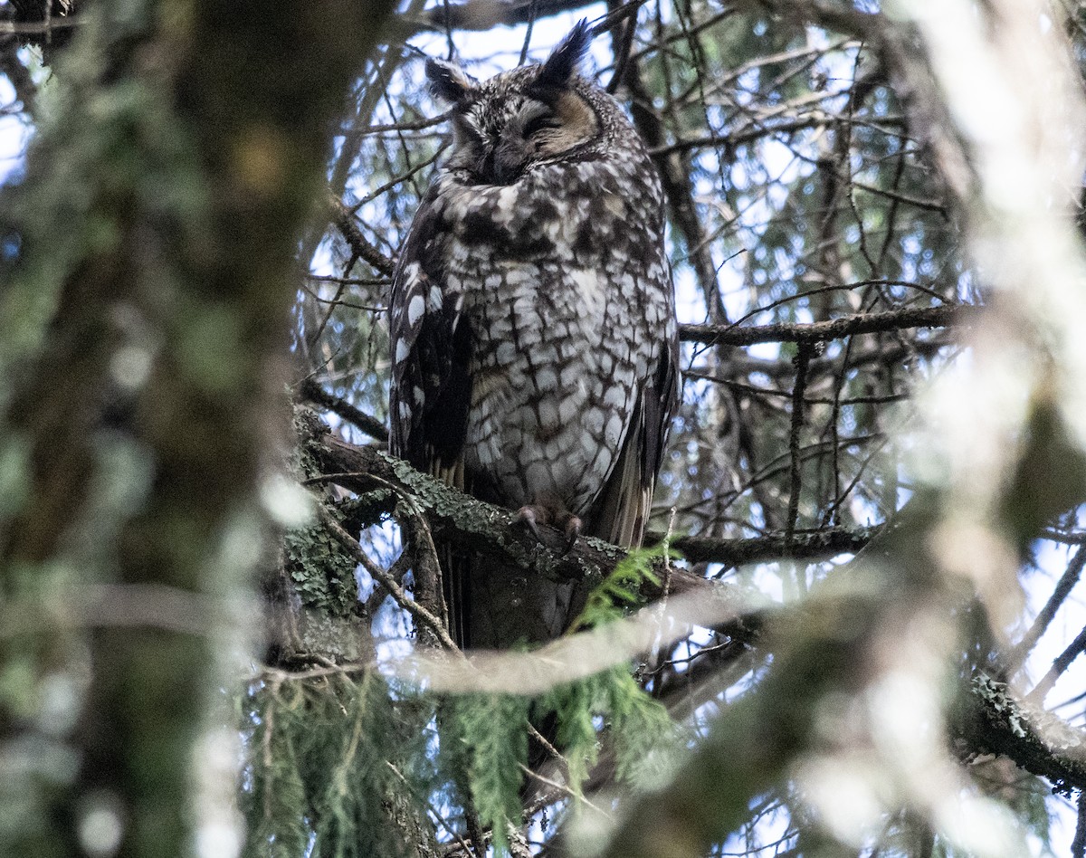 Abyssinian Owl - ML646682407