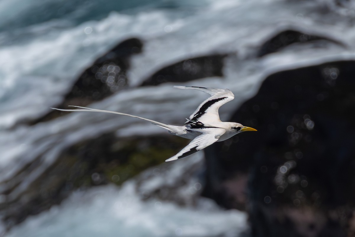 Rabijunco Menor (lepturus) - ML646682413