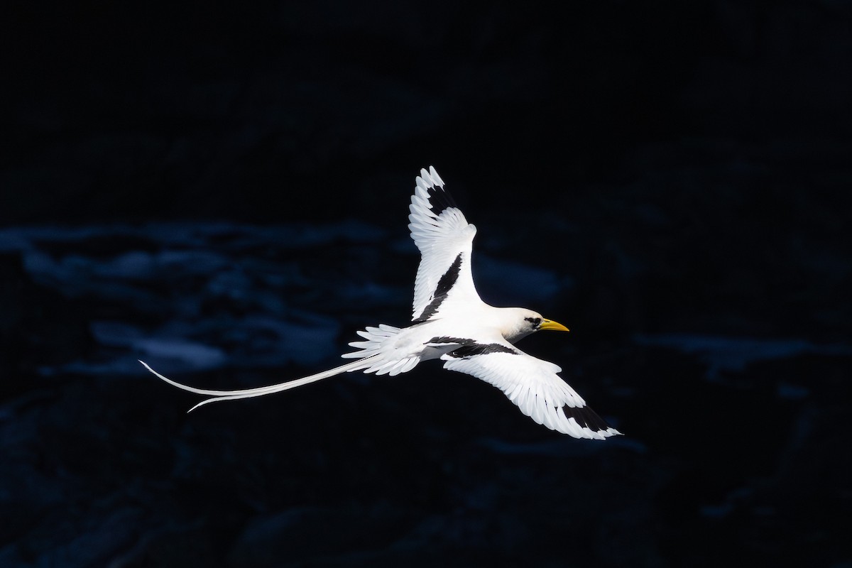 Rabijunco Menor (lepturus) - ML646682414